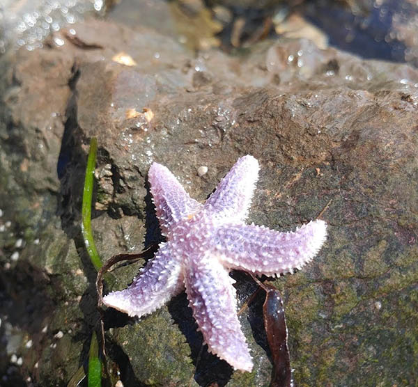 Saving starfish one at a time - like saving a relationship, one at a time